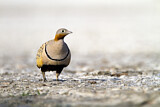 Image. Black-bellied Sandgrouse