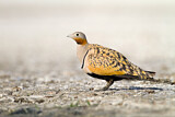 Image. Black-bellied Sandgrouse