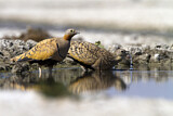 Image. Black-bellied Sandgrouse