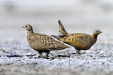 Image. Black-bellied Sandgrouse