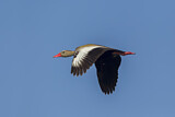 Image. Black-bellied Whistling Duck