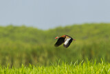 Image. Black-bellied Whistling Duck