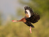 Image. Black-bellied Whistling Duck