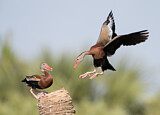 Image. Black-bellied Whistling Duck