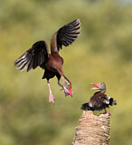 Image. Black-bellied Whistling Duck