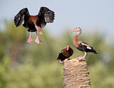 Image. Black-bellied Whistling Duck