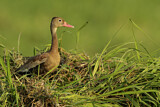 Image. Black-bellied Whistling Duck