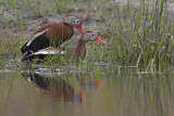 Image. Black-bellied Whistling Duck