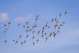 Image. Black-bellied Whistling Duck