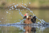 Image. Black-bellied Whistling Duck