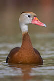 Image. Black-bellied Whistling Duck