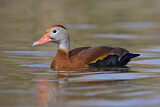 Image. Black-bellied Whistling Duck