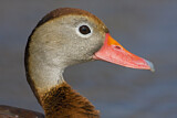 Image. Black-bellied Whistling Duck