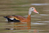 Image. Black-bellied Whistling Duck