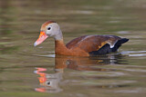 Image. Black-bellied Whistling Duck