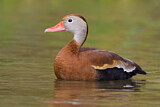 Image. Black-bellied Whistling Duck