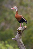 Image. Black-bellied Whistling Duck