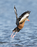 Image. Black-bellied Whistling Duck
