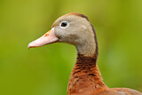 Image. Black-bellied Whistling Duck