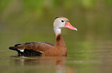 Image. Black-bellied Whistling Duck