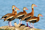 Image. Black-bellied Whistling Duck