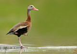 Image. Black-bellied Whistling Duck