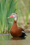Image. Black-bellied Whistling Duck