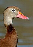 Image. Black-bellied Whistling Duck