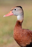 Image. Black-bellied Whistling Duck