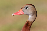 Image. Black-bellied Whistling Duck