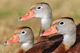 Image. Black-bellied Whistling Duck