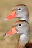 Image. Black-bellied Whistling Duck