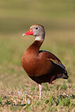 Image. Black-bellied Whistling Duck