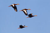Image. Black-bellied Whistling Duck