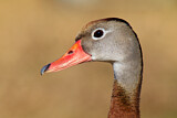 Image. Black-bellied Whistling Duck