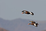Image. Black-bellied Whistling Duck