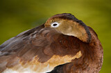 Image. Black-bellied Whistling Duck