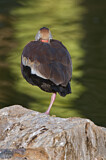 Image. Black-bellied Whistling Duck