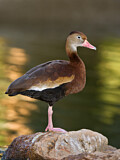 Image. Black-bellied Whistling Duck