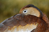 Image. Black-bellied Whistling Duck