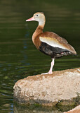 Image. Black-bellied Whistling Duck