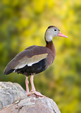 Image. Black-bellied Whistling Duck