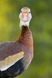 Image. Black-bellied Whistling Duck
