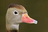 Image. Black-bellied Whistling Duck