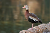 Image. Black-bellied Whistling Duck
