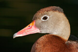 Image. Black-bellied Whistling Duck