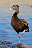 Image. Black-bellied Whistling Duck