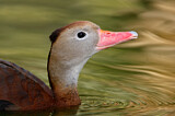 Image. Black-bellied Whistling Duck