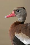 Image. Black-bellied Whistling Duck