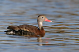 Image. Black-bellied Whistling Duck